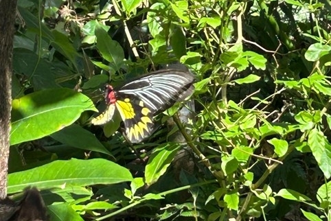 圖